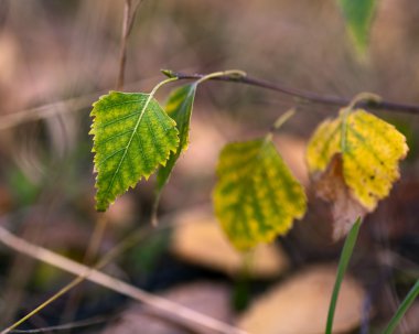 sonbahar ormandaki dal yaprak yeşil