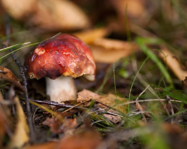 Mushroom in the woods — Stock Photo, Image