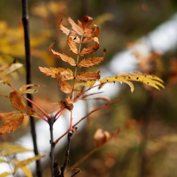 Gula blad — Stockfoto