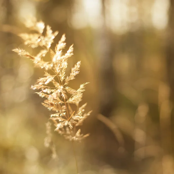 Ett grässtrå i solen — Stockfoto