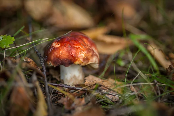 Svamp i skogen — Stockfoto