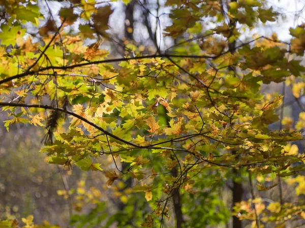 秋天的树林里一棵树的分支 — 图库照片