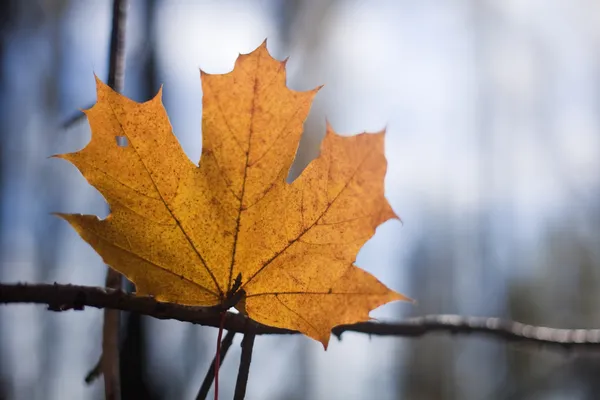 Yellow maple leaf on the tree — Stock Photo, Image