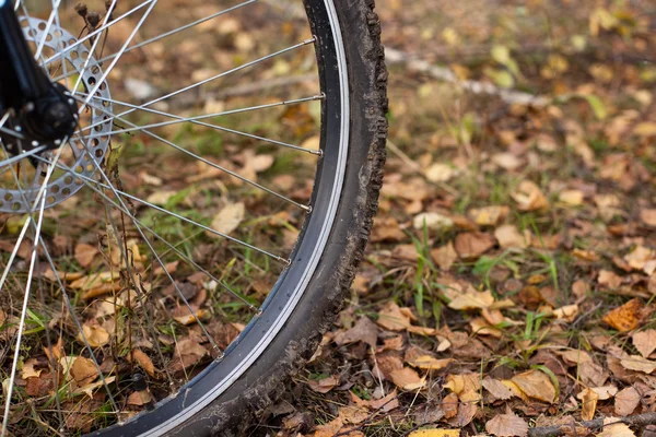 Rueda de bicicleta en el follaje de otoño — Foto de Stock