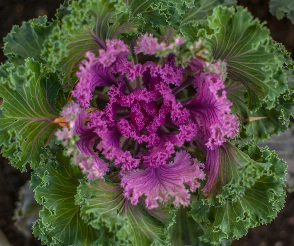 Ornamental cabbage in soft focus — Stock Image Ornamental cabbage in soft focus Stock Picture