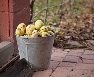 kova ile sarı elmalar