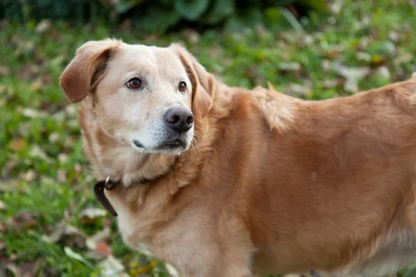 Labrador retriever staande op het gras — Stockfoto