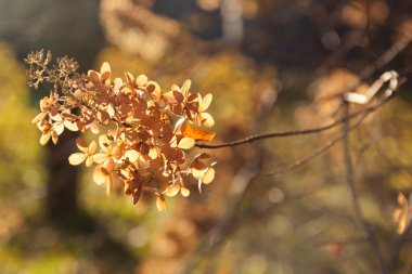 kurumuş bir ağaç yumuşak odaklı ortanca