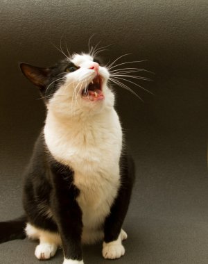 Panik içinde siyah ve beyaz kedi