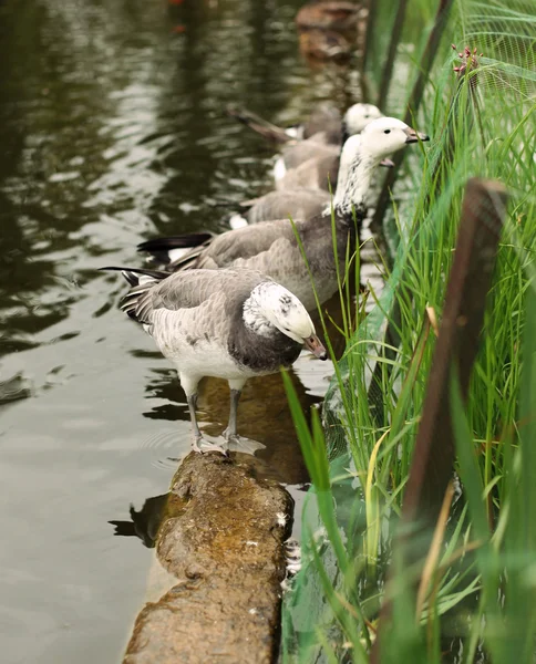 Серые утки в парке — стоковое фото