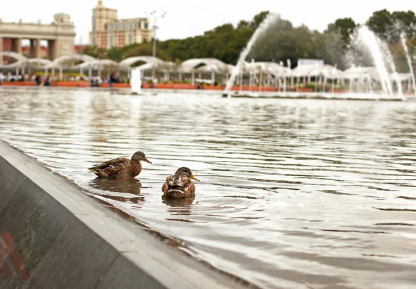 Grijze eendjes in het park — Stockfoto