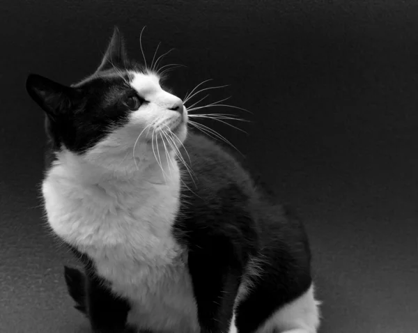 Gato preto e branco em um fundo escuro — Fotografia de Stock