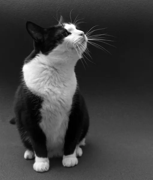 Black and white cat on a dark background — Stock Photo, Image