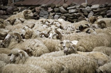 Bir koyun sürüsü.