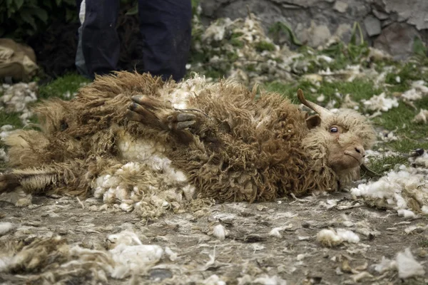 Bound sheep lying on the ground — Stock Photo, Image