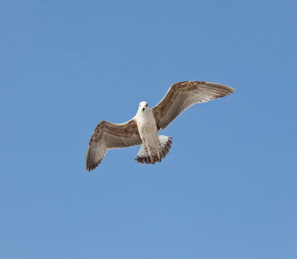 Måsen under flygning — Stockfoto