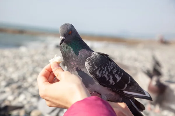 Graue Taube sitzt auf der Hand — Stockfoto