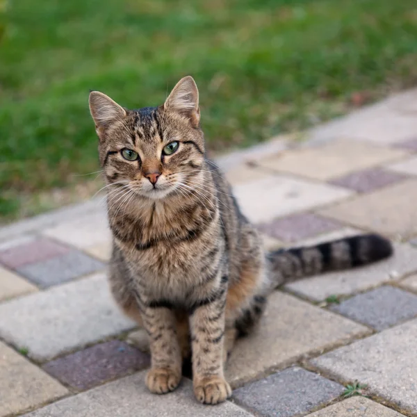 Mooie grijze kat — Stockfoto