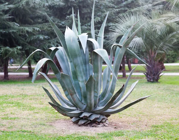 Enormes plantas de cactus en el parque —  Fotos de Stock