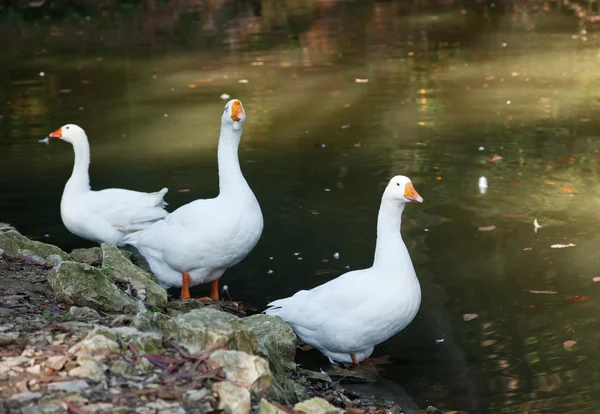 Три білих гуска — стокове фото
