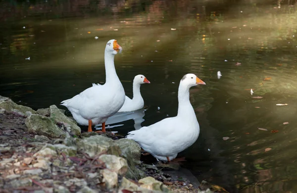 Tři bílá Husa na rybníku pozadí — Stock fotografie