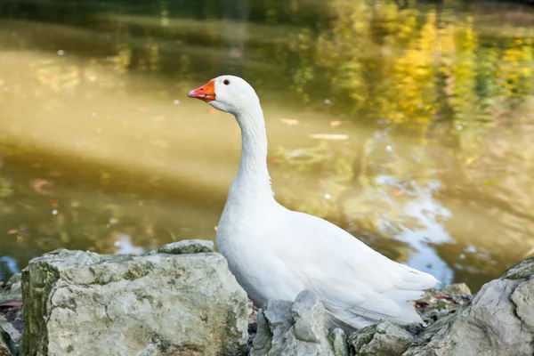 Um ganso branco — Fotografia de Stock
