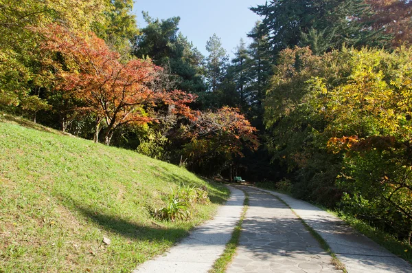 Árboles y carretera en el parque de otoño —  Fotos de Stock