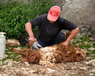 adam yapağıyı keser