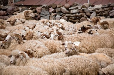 Bir koyun sürüsü.