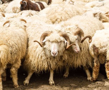 Büyük boynuzlu koyun