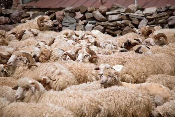 Bir koyun sürüsü. — Stok fotoğraf