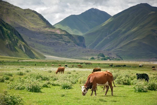 Les vaches paissent dans les montagnes — Photo