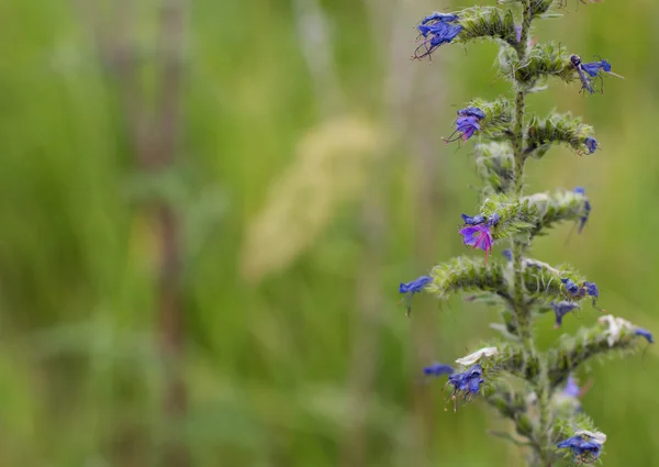 Blue wild flower — Stock fotografie