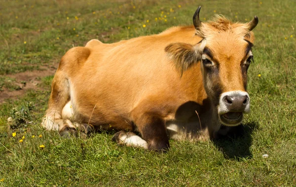 Kuh ruht — Stockfoto