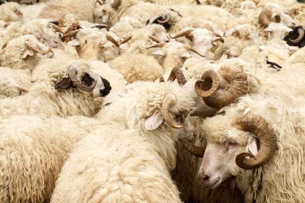 Owce z duże rogi na tle stada — Zdjęcie stockowe