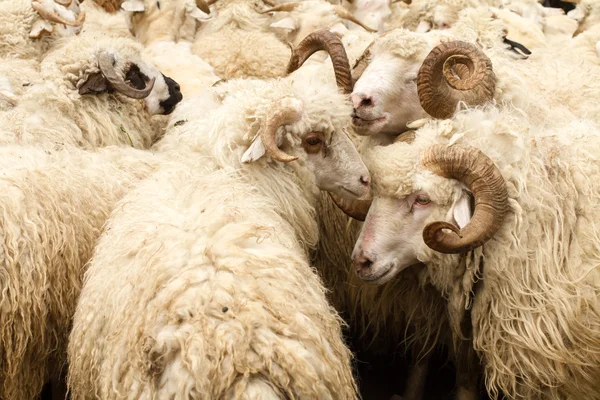 Schafe mit großen Hörnern — Stockfoto