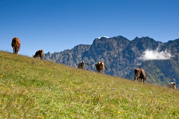 Kor som betar i bergen — Stockfoto