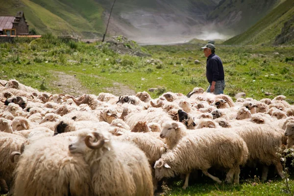 Shepherd and flock of sheep — Stock Photo, Image