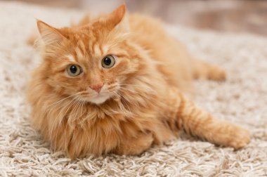 kabarık kedi
