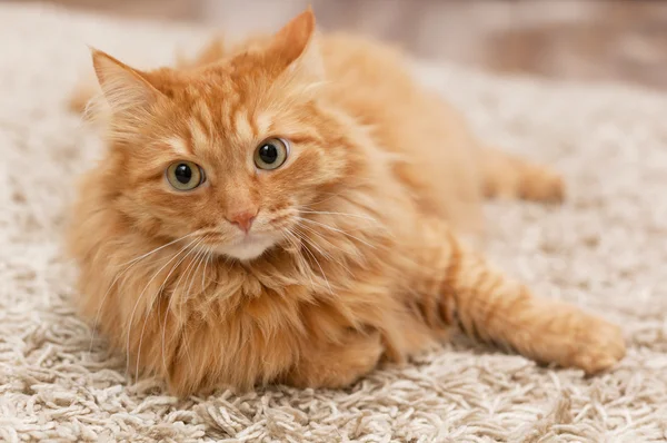 stock image fluffy cat