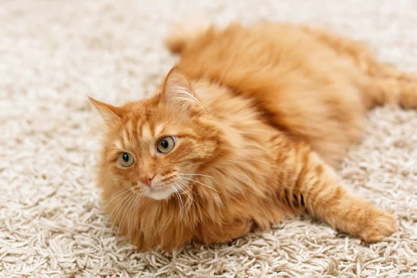 Fluffiga röda katt — Stockfoto