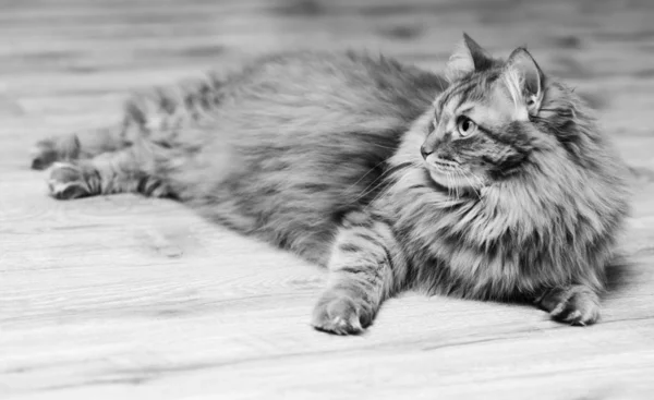 Kot leżący na podłodze, czarno-biały — Zdjęcie stockowe