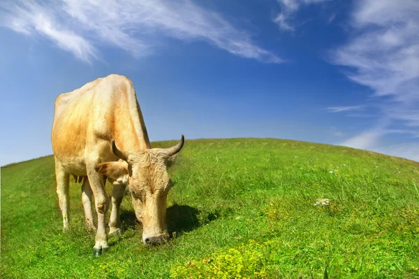 Cow on meadow — Stock Photo, Image