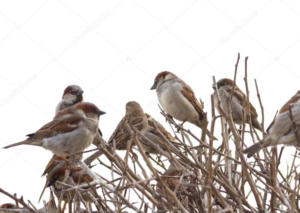 isolated sparrows