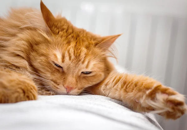 Cat sleeping — Stock Photo, Image