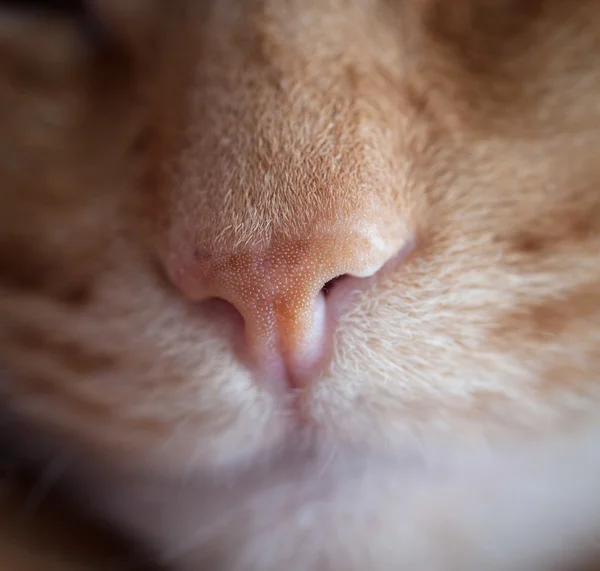 Червоний кіт ніс — стокове фото