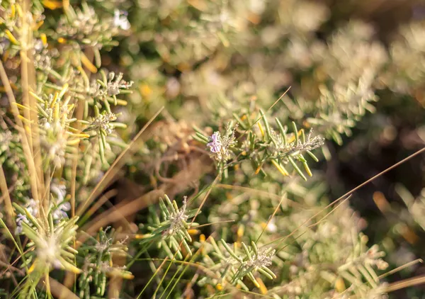 Cultivo de romero silvestre — Foto de Stock