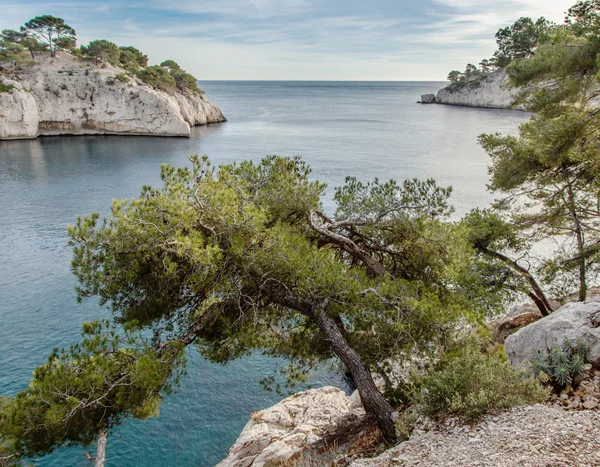 Meri ja mänty Calanques — kuvapankkivalokuva