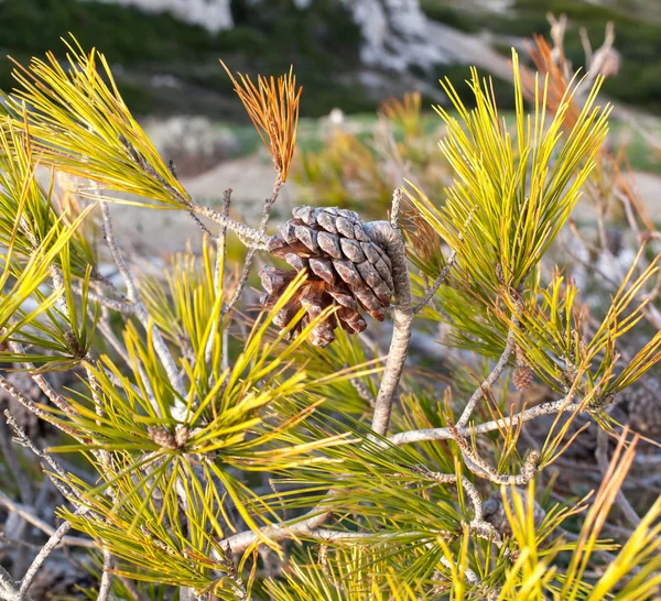 소나무에 pinecone — 스톡 사진