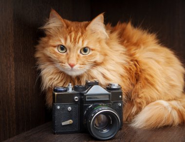 kedi ve vintage fotoğraf makinesi